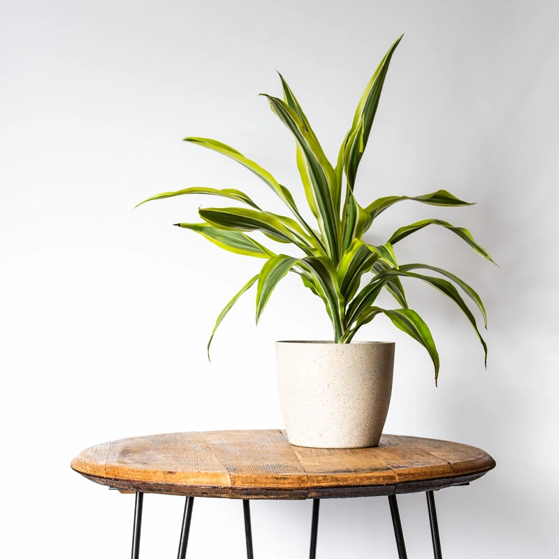 Tennessee Whiskey Barrel Side Table